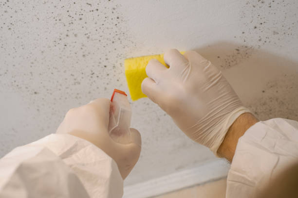 Best Commercial Mold Inspection  in Grand Rapids, MN