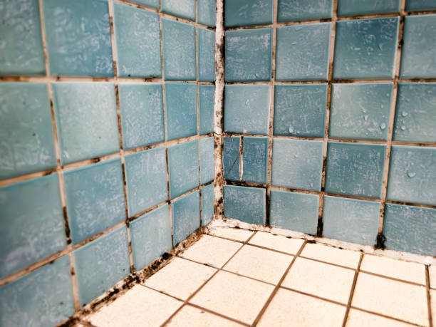 Best Environmental Consulting for Mold Prevention  in Grand Rapids, MN
