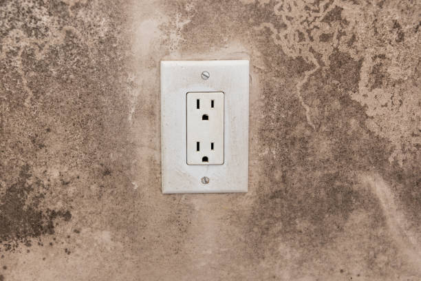 Grand Rapids, MN Mold Removal Company